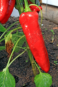 蔬菜热室中的红胡椒高清图片