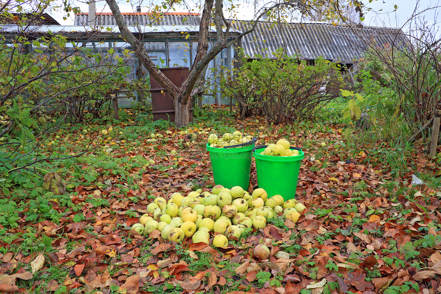 在秋天花园的苹果桶里叶子果园美食农场植物太阳食物节食园艺蔬菜图片