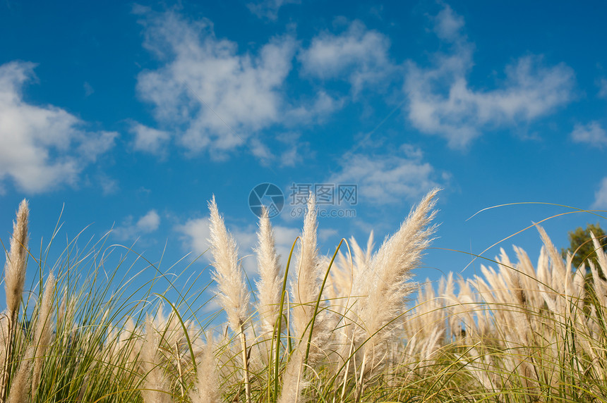 蒲苇植被植物羽毛水平天空种植园稻草图片