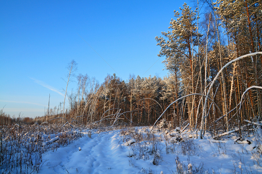 以松木为原料的农村老旧道路休息人行道暴风雪捷径场景木头蓝色天气旅行风景图片