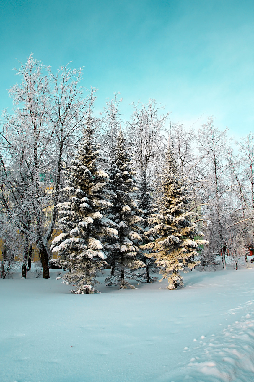 在公园的树上森林粉末天气地平线雾凇气候冰柱水晶雪橇仙境图片