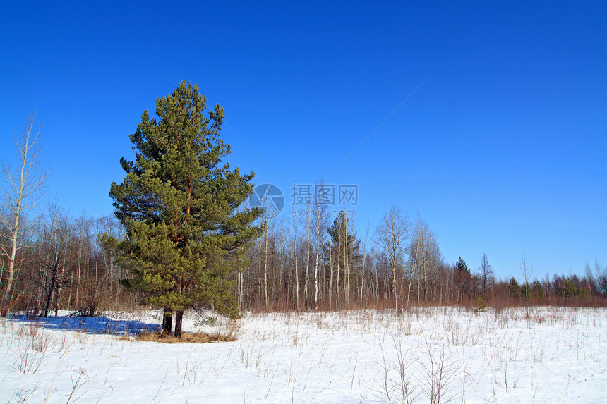 雪地上的绿松树图片