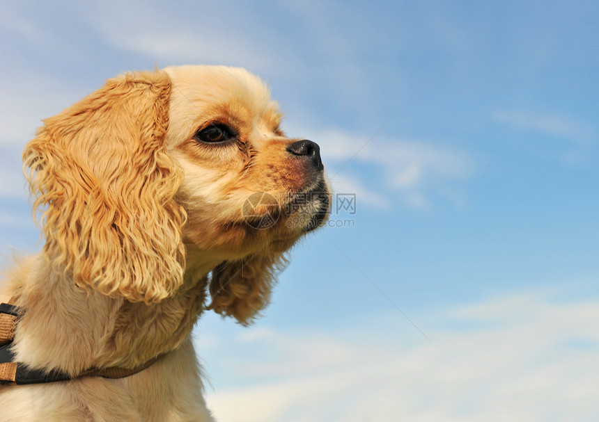 小狗美洲公鸡宠物棕色动物婴儿犬类蓝色天空图片