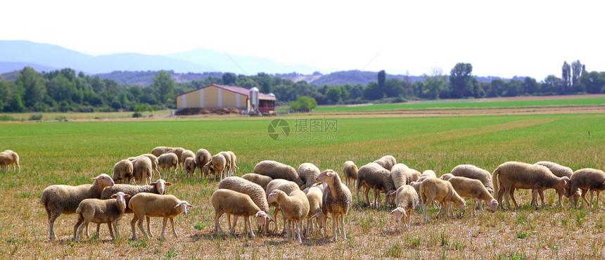 在草原上放牧草地的牧羊羊群场地羊肉牧场农村农场全景家畜动物农田绿色植物图片