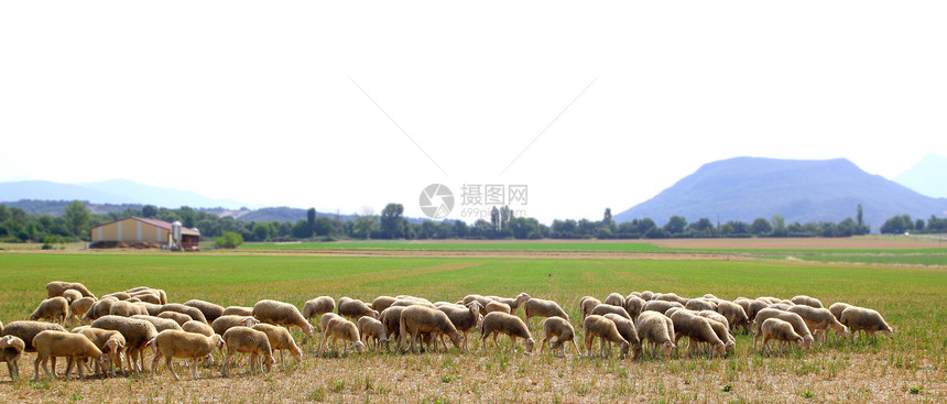 在草原上放牧草地的牧羊羊群农场家畜场地母羊农田羊毛外套咀嚼绿色植物动物图片