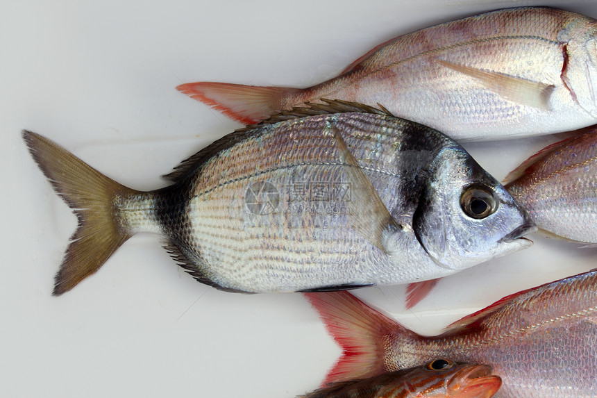 两只小鱼 两只双波条的bream bream尾巴市场美食乐队海鲜眼睛海洋游泳盐水运动图片