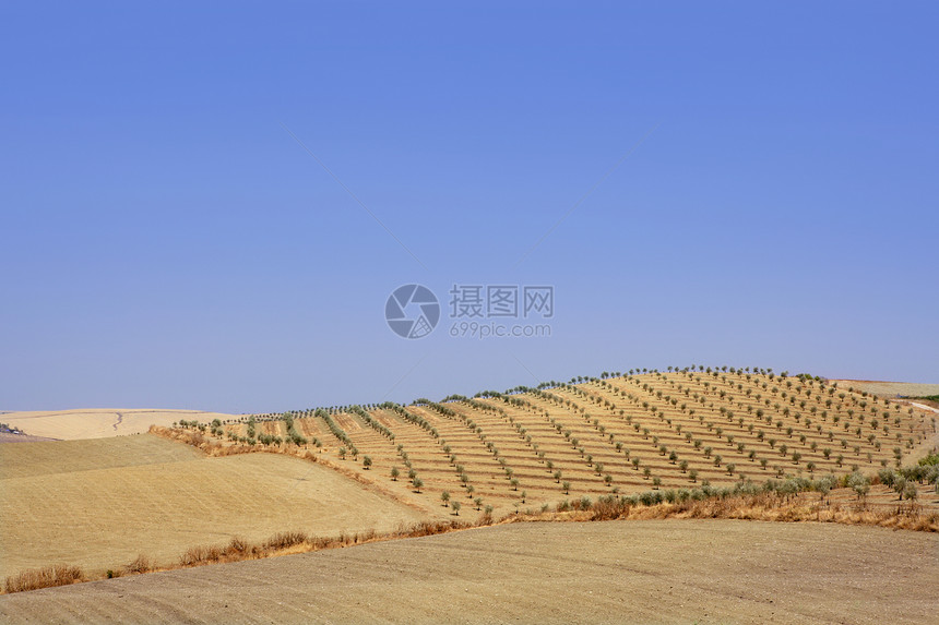 橄榄树林林山田水果土壤地球场地国家农村树木食物爬坡收成图片