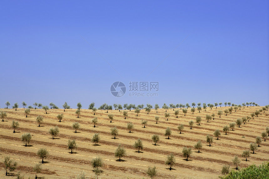 阳光明媚的夏日绿橄榄田土壤天空地球收成食物国家农场爬坡线条风景图片