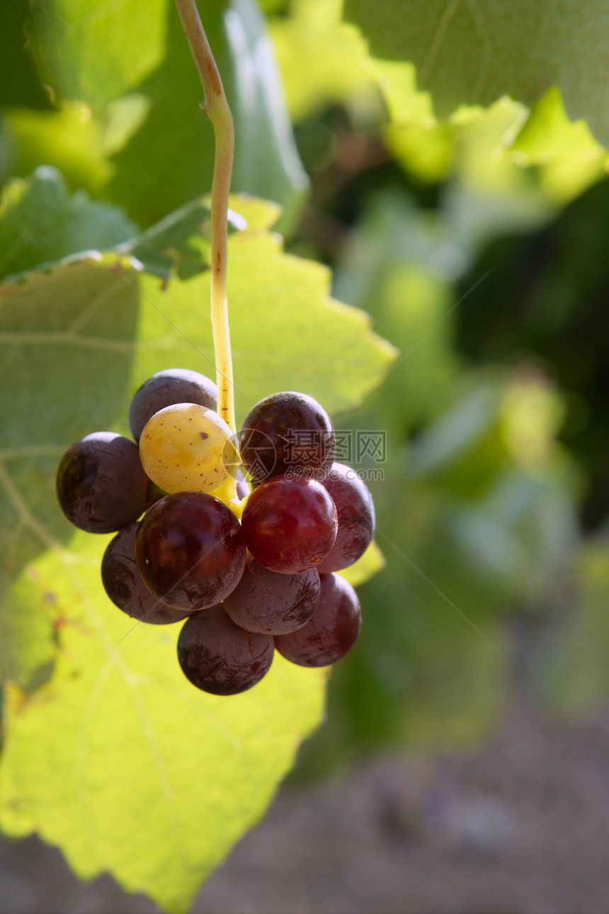 农业葡萄红葡萄种植田国家生长收成藤蔓树木宏观浆果葡萄园植物食物图片
