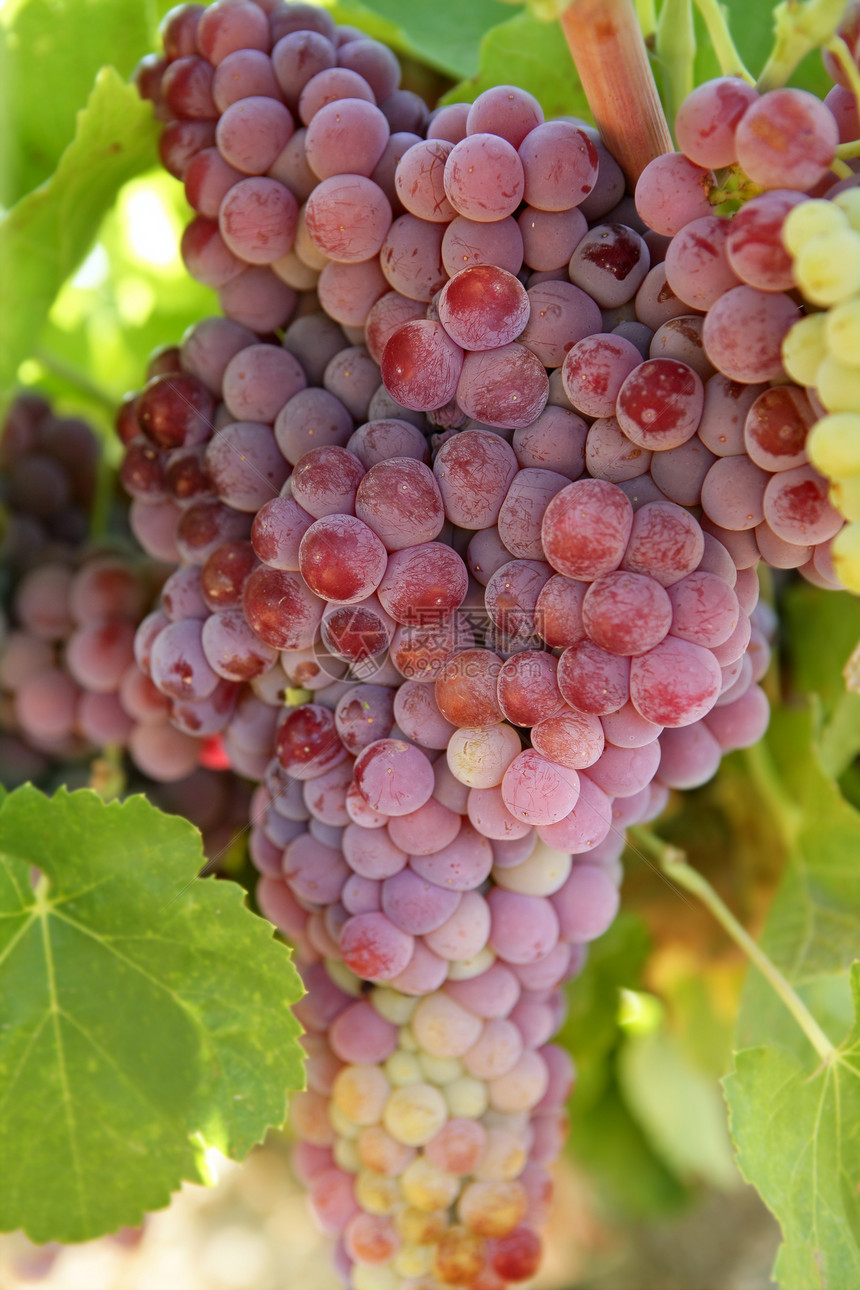 农业葡萄红葡萄种植田酒厂植物生长收成农场水果酒精国家食物季节图片