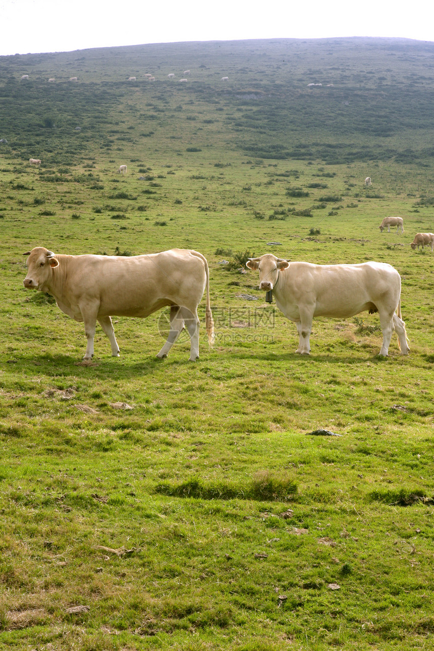 在绿草地食用牛群农田奶牛食物牛奶农场哺乳动物牛肉国家场景团体图片