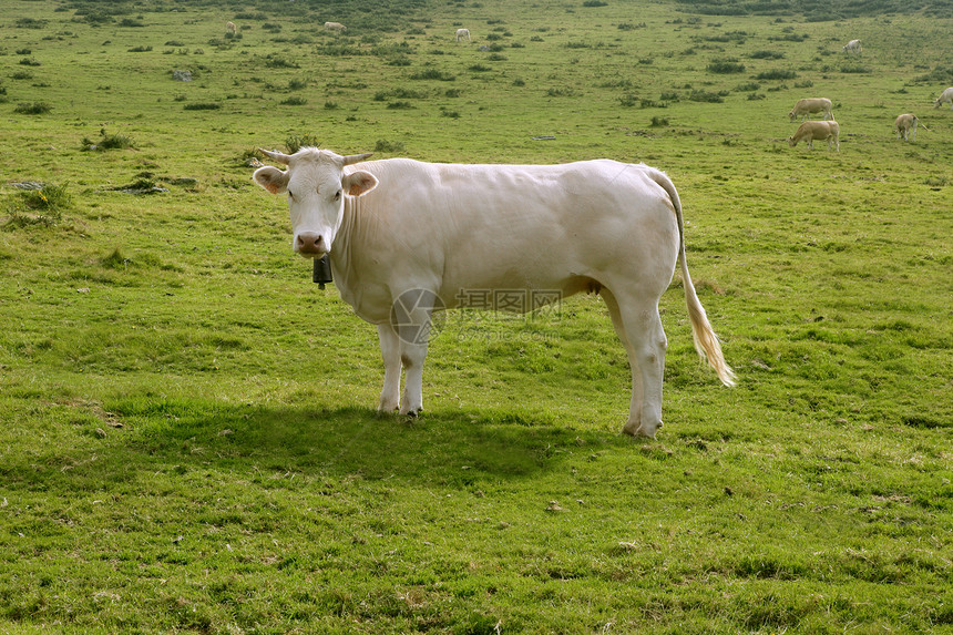 在绿草地食用牛群场地家畜土地农业农村农场乐趣乳房女性牛肉图片