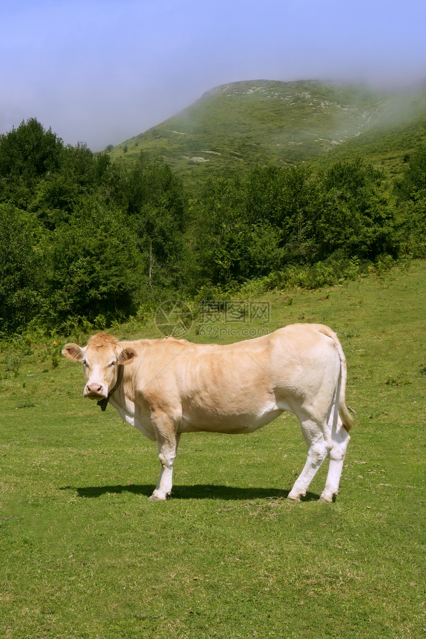 在绿草地食用牛群奶牛乐趣女性团体农村国家哺乳动物牛肉土地乳房图片