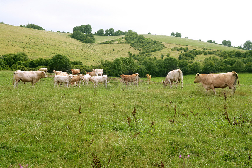 在绿草地食用牛群农村牛肉女性乐趣农田场地家畜食物牛奶奶牛图片