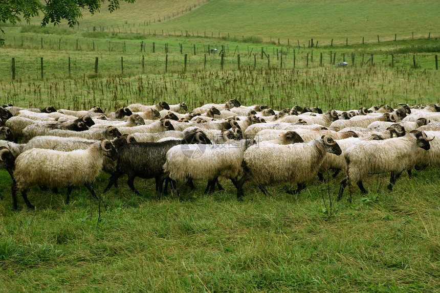 带羊羊和山羊群的绿草地图片