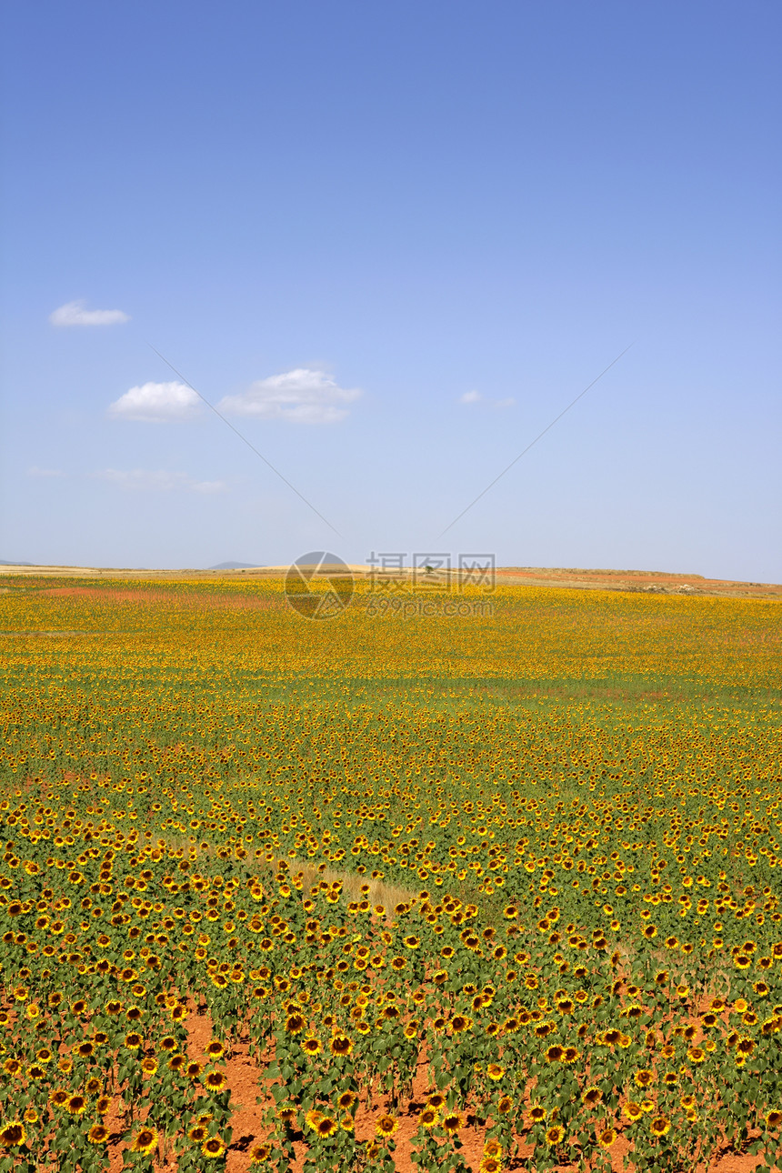 青花种植园 充满活力的黄花种子天空草地植物群橙子晴天国家太阳生长向日葵图片