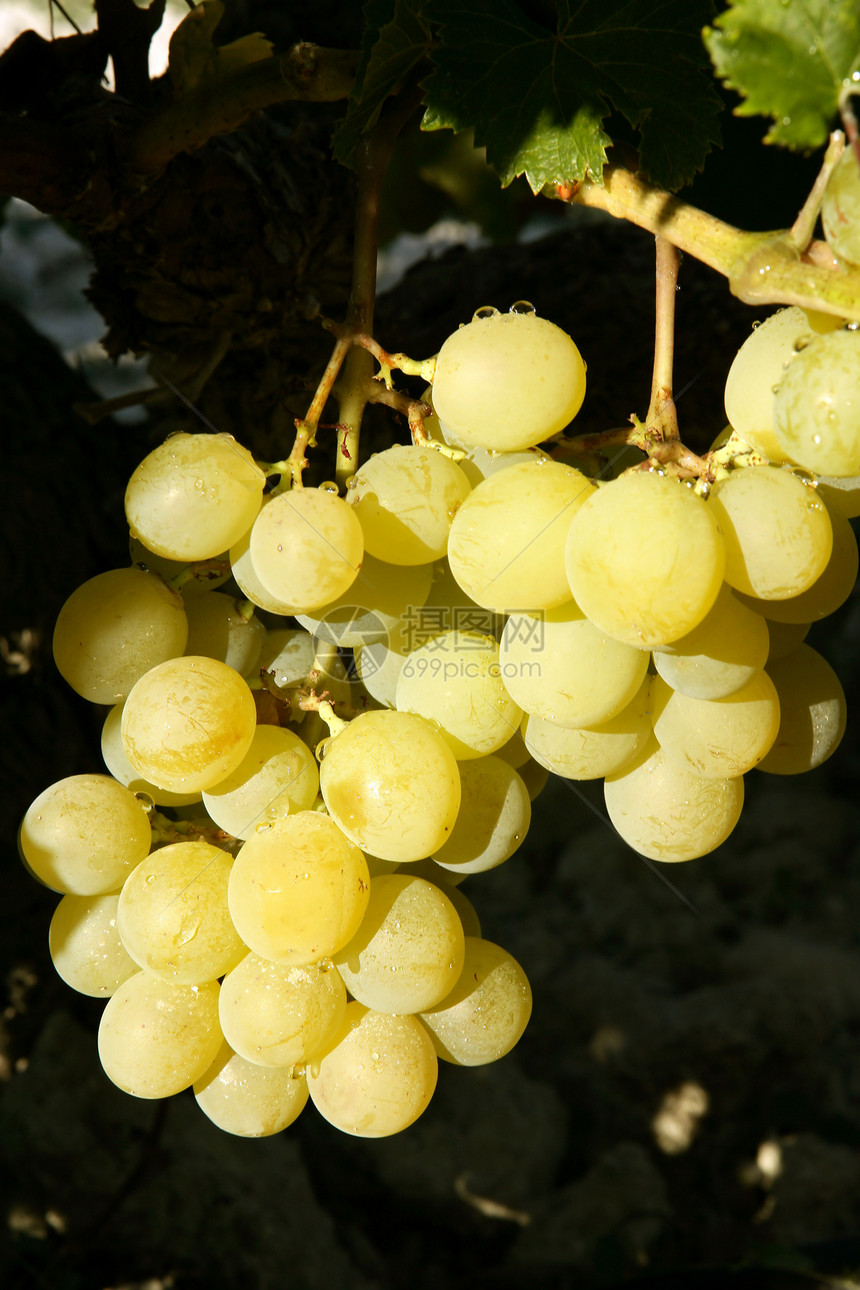美味的黄秋秋葡萄果浆果叶子晴天酒厂果汁生长水果植物农场宏观图片