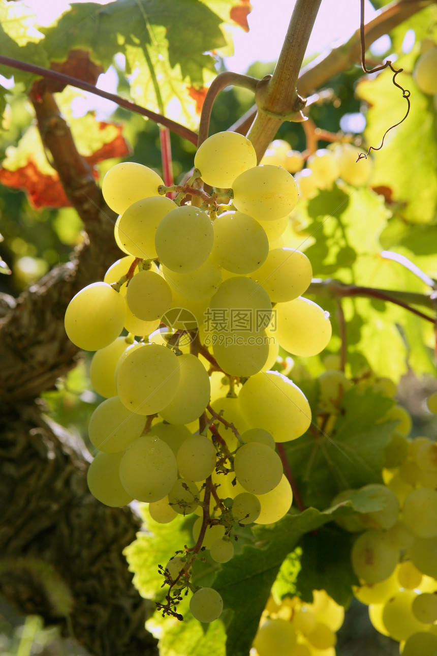 美丽的绿色黄黄色葡萄园宏观酿酒食物植物生长团体果汁叶子季节藤蔓栽培图片