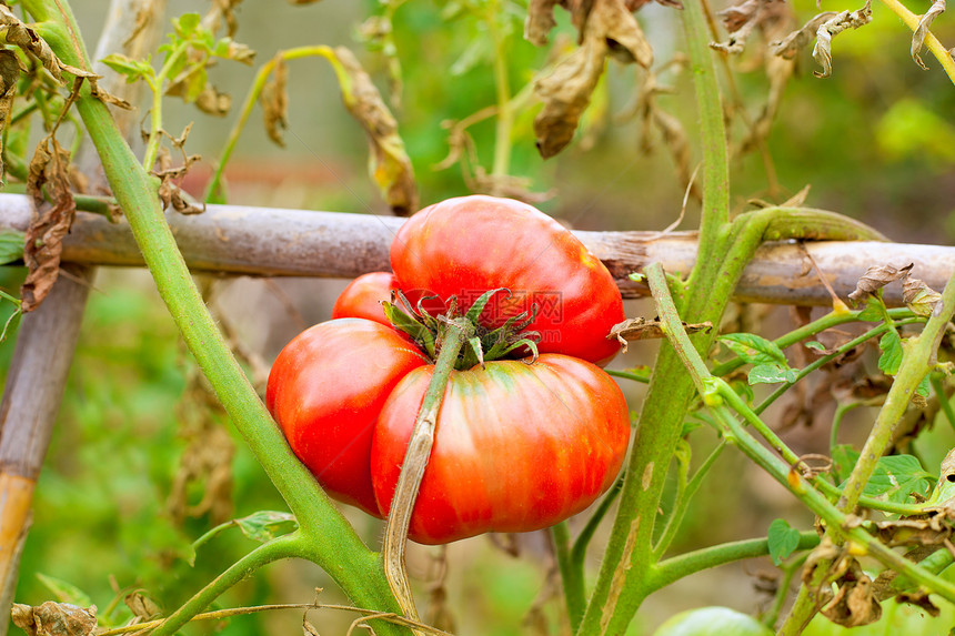 植物分支中生长成熟的番茄图片