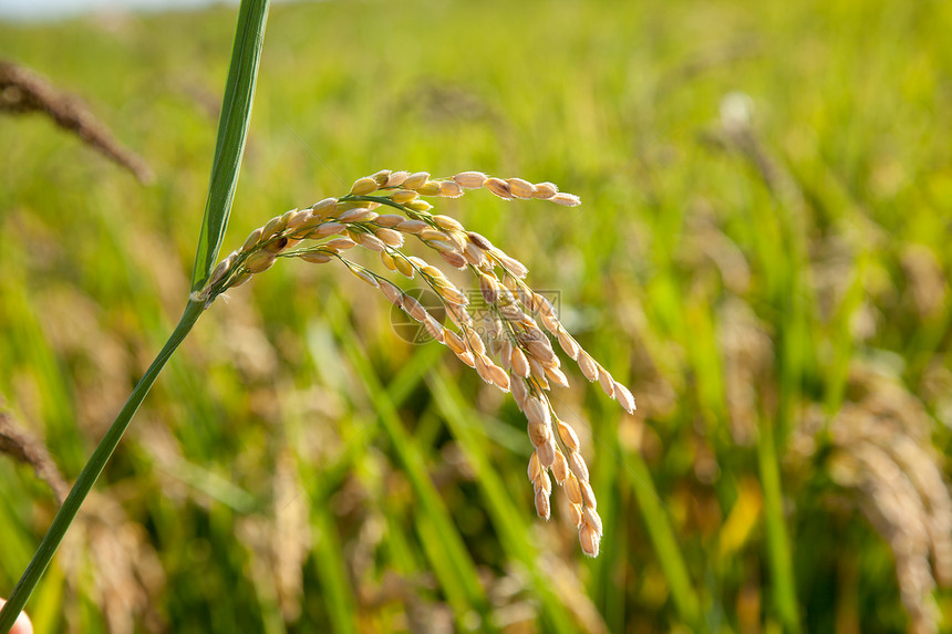 粮食成熟的谷物种植田种子场地种植园农场宏观培育植物草地季节稻田图片
