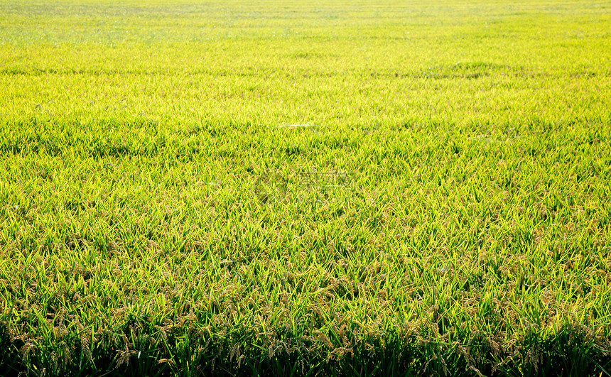 粮食成熟的谷物种植田植物群社区场地草地收成培育农村植物农场叶子图片