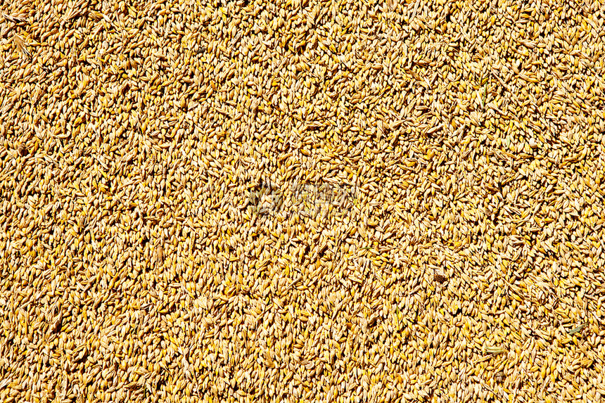 谷麦谷物质谱模式农场动物季节谷仓小麦农田收成植物国家粮食图片