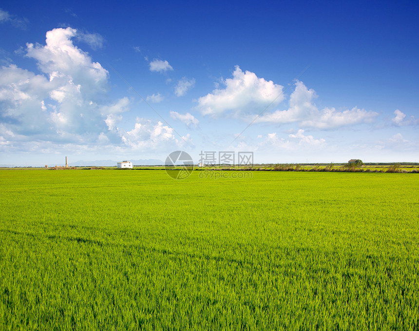 西班牙巴伦西亚绿草稻田环境叶子农村天空农田农场植物收成生长种植园图片