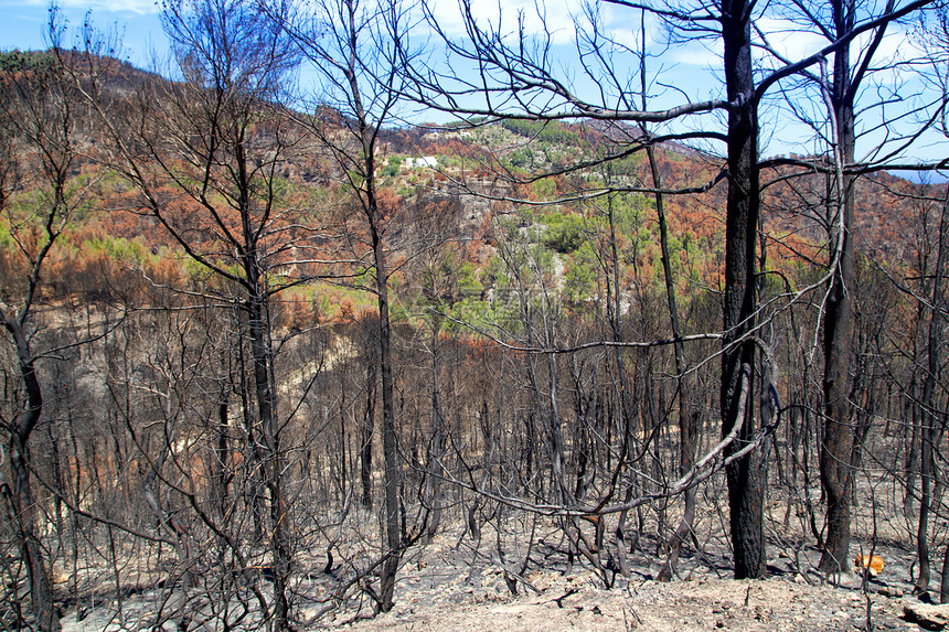 Ibiza在2011年5月的黑色春天破坏天空森林林地煤炭旅行火焰旅游公园煤渣图片