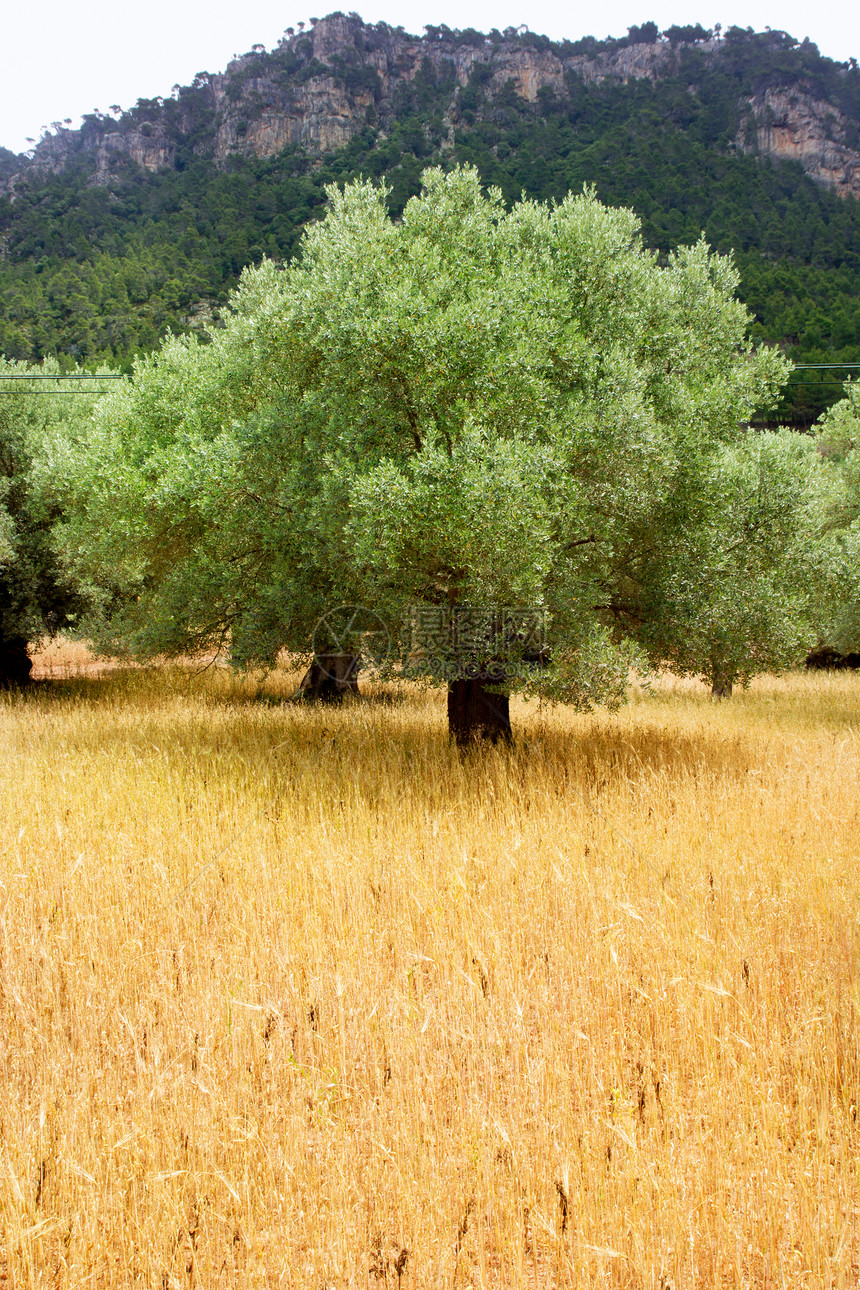 种植含橄榄的大麦小麦的农用图片