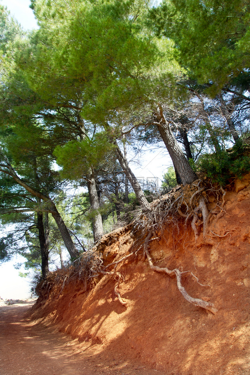 地中海带树根的松林路线图片