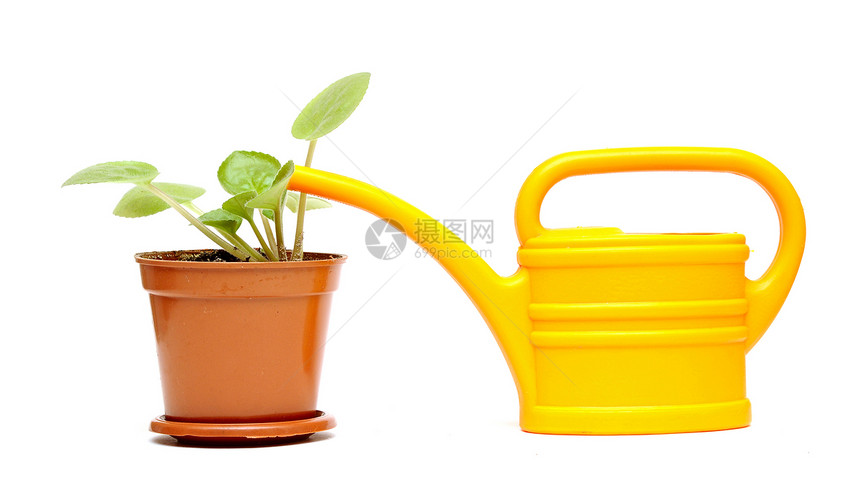 菜花和黄色水罐图片