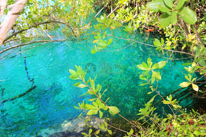 红树林绿绿水玛雅里维埃拉旅游异国红树丛林水池植被岩石情调洞穴学旅行图片