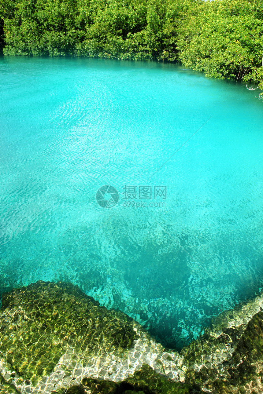 红树林绿绿水玛雅里维埃拉异国石灰石岩石蓝色石头植被旅行红树情调文化图片