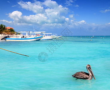 莫雷洛斯港海滩 玛雅riviera加勒比海旅游旅行支撑通体血管蓝色海岸线情调海洋热带背景