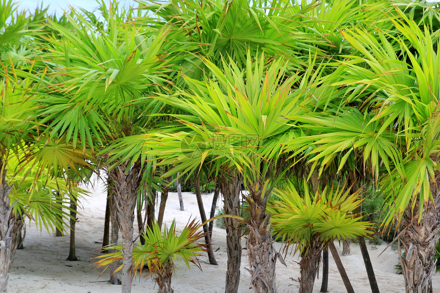 加勒比海滩沙沙滩的切特棕榈树图片