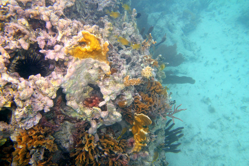 坎昆墨西哥的珊瑚礁旅行野生动物海滩运动浮潜情调假期潜水天堂生活图片
