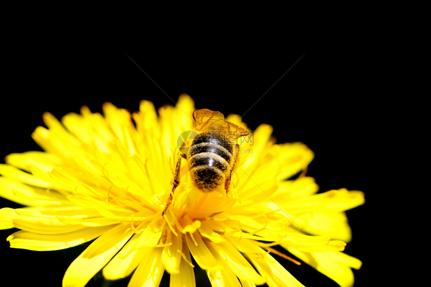 蜜蜂植物头发植物学花粉花瓣草地花园花蜜太阳昆虫图片