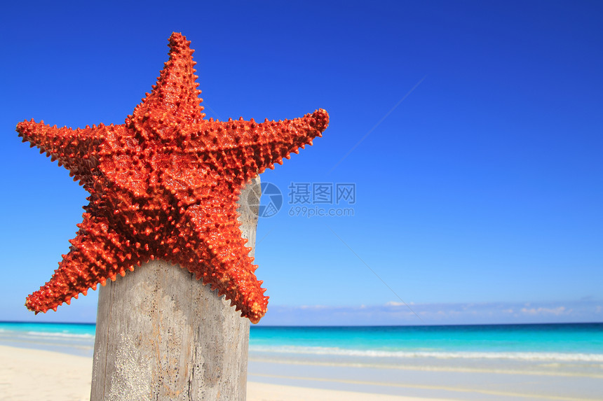 木电杆海滩上的卡西白海星热带阳光橙子蓝色木头异国海星支撑宏观天堂图片