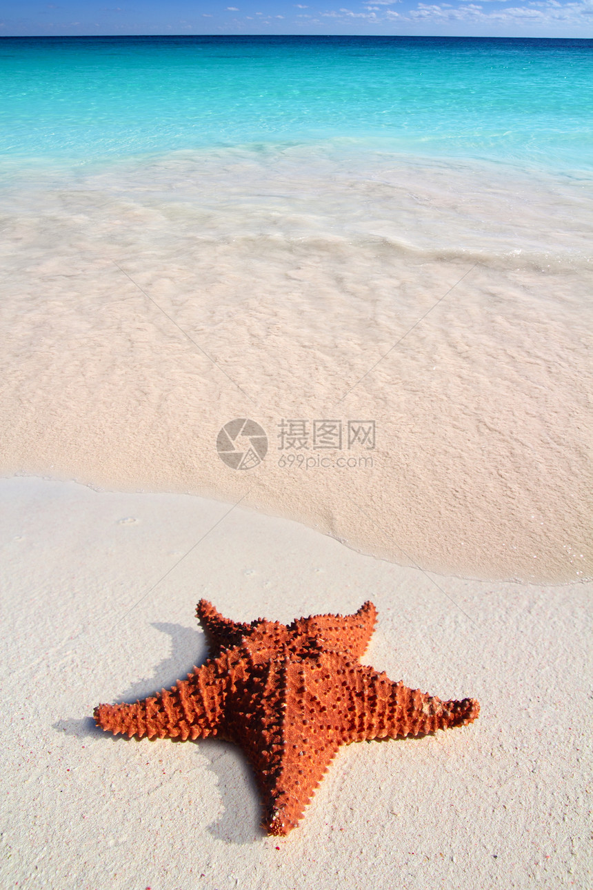 热带沙沙 绿松石海滩天堂海浪星星宏观地平线蓝色情调海岸线阳光橙子图片