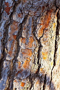 松树树树皮的树干纹理图片