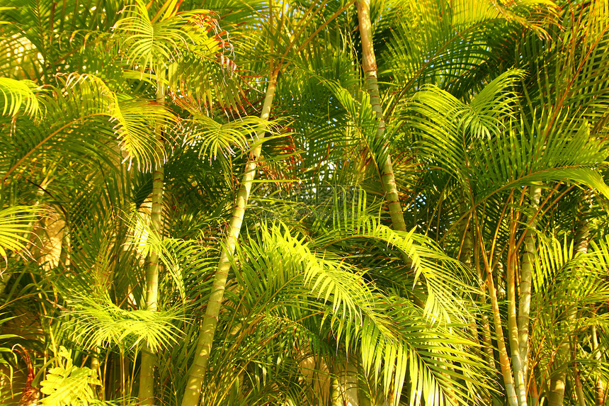 卢特森人 棕榈树丛林图片