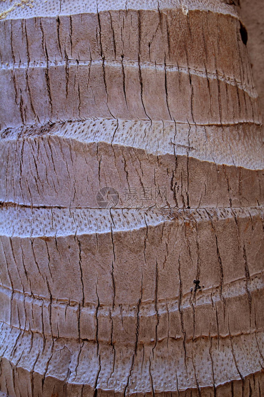 椰椰树树树干纹理细节图片
