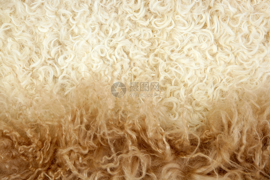 羊羊羊羊毛宏观质地纺织品羊毛头发奶油外套羊肉卷曲织物皮肤宏观图片