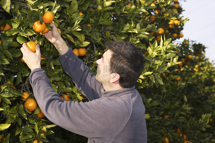 采摘果实的农民收割农场花园男性晴天树叶叶子橙子生产生长植物图片