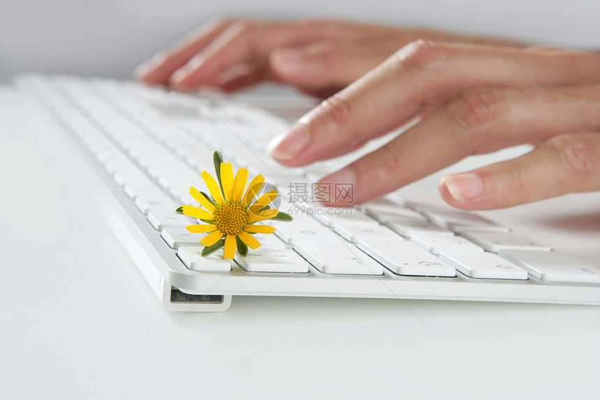 妇女双手打键盘的生态概念秘书网络程序员手指女性礼物女士商业雏菊工作图片
