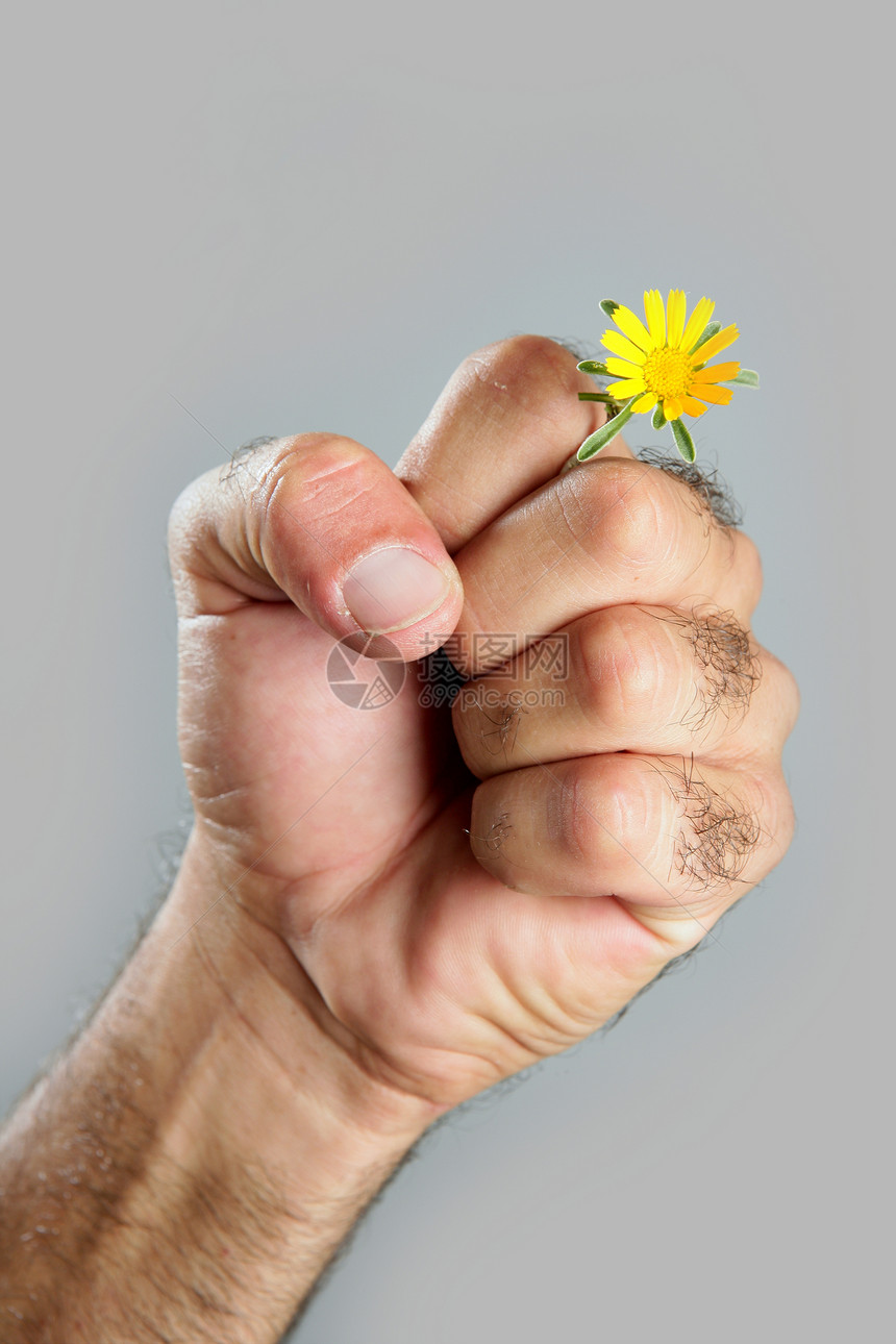 毛细多花的手和花的概念与对比男性力量男人农民皮肤手指宏观头发生活农业图片