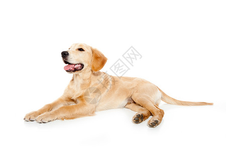 金色寻金犬小狗在白上被孤立猎犬哺乳动物舌头朋友金发犬类工作室婴儿宠物说谎背景