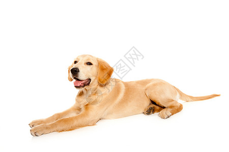 微型猎犬美丽的金的高清图片