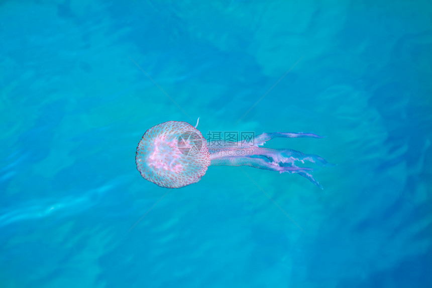 Jelly鱼 发光性大白鲸图片