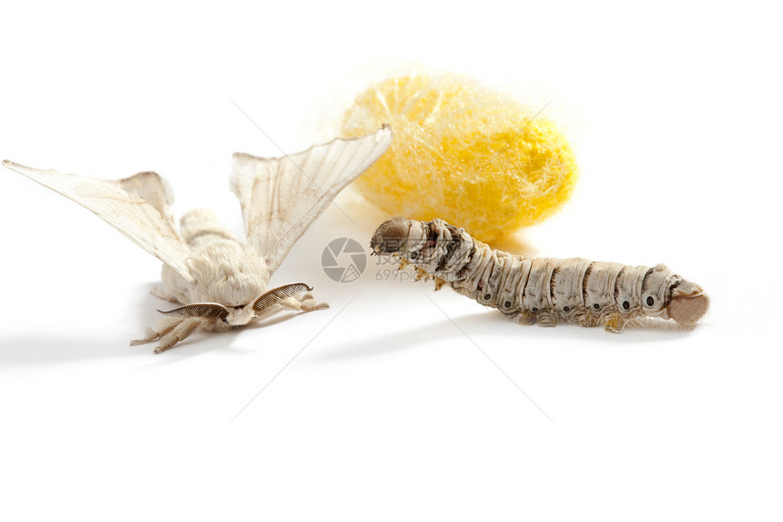 蝴蝶丝虫 三阶段的丝虫白色宏观养蚕业材料旋转黄色牙线纤维幼虫织物图片